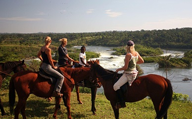 horse 1